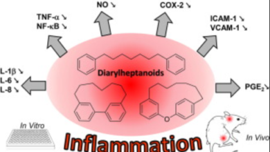 No Superhero Effect: Anti-Inflammatory Medication Falls Short in Curbing Frailty Among Adults with Atherosclerosis