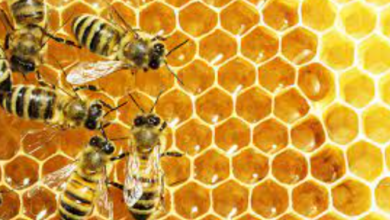 Bees Turn a Blind Taste Bud to Lethal Pesticides, Reveals Latest Study