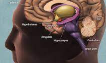 Elevate Your Brain: Enhance Cognitive Function with these Lifestyle Tweaks