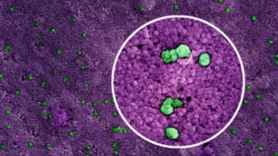 XBB.1.5 COVID-19 Vaccine’s Surprising Impact on Hospitalizations! Exclusive Study Unveils Unbelievable Results in the Netherlands 2023 – A Must-Read Breakdown!”