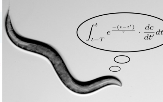 Navigating the Scent Maze: Unveiling the Mathematical Wizardry of Worms