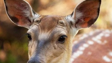 Scientists Issue Warning as ‘Zombie Deer Disease’ Cases Surge in the US, Highlighting Potential Human Transmission