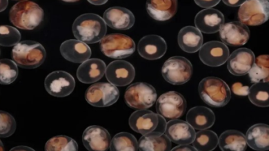 Photo of These snails undergo live birth, with the possibility that the labor is carried out by the babies.