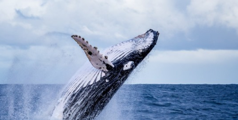 Crisis in the Pacific: North Pacific Humpback Whales Face Alarming Decline Due to Marine Heat Waves”