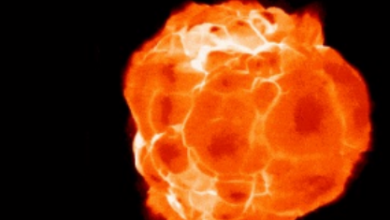 Photo of Unraveling the Mystery of Betelgeuse Alleged Rapid Rotation