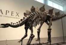 “Ancient Stegosaurus Fossil ‘Apex’ Sells for Record .6 Million at Sotheby’s Auction”