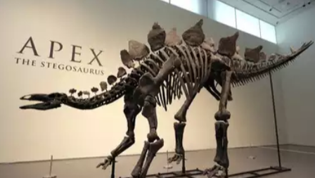 “Ancient Stegosaurus Fossil ‘Apex’ Sells for Record .6 Million at Sotheby’s Auction”
