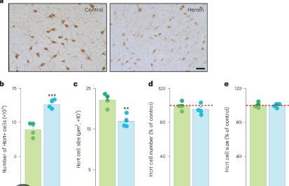 Exploring the Potential of Suvorexant to Mitigate Opioid Addiction while Preserving Analgesic Effects